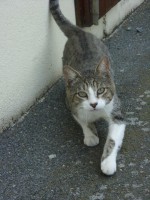 /album/les-chats-libres1/a1174940-1396427700584487-318262663-n-jpg1/